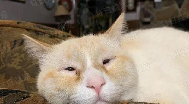 小猫的大眼睛（探秘猫咪眼睛的神奇之处）