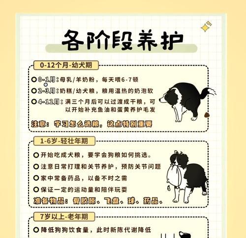 三个月大的边牧犬的主食是什么？（三个月大的边牧犬饮食安排的关键）