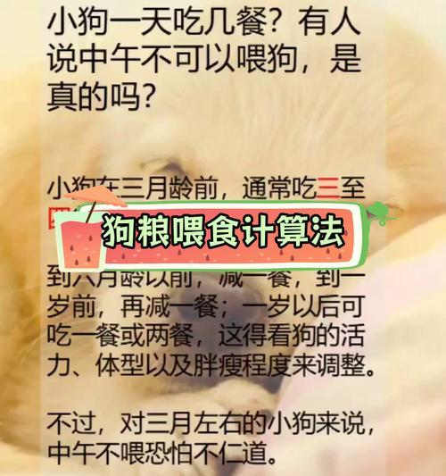 老狗狗的饮食养护（关爱老伴侣，合理饮食延年益寿）