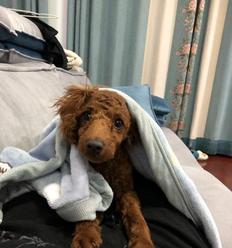 探秘泰迪犬胎毛的奇妙之处（揭开泰迪犬胎毛的不为人知之谜）