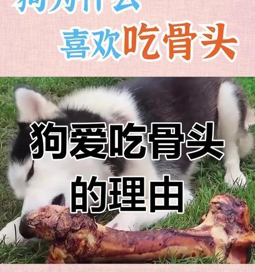 为什么狗喜欢啃骨头？（探究狗狗对骨头的喜爱原因）