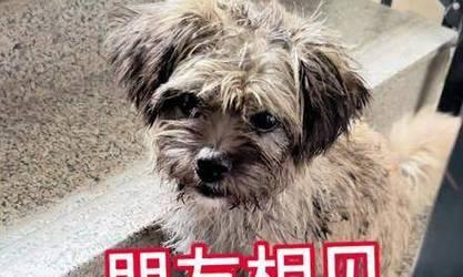 狗的忠诚之谜（探究狗为何对人类如此忠实）