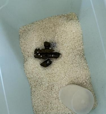 猫为什么突然在床拉屎？（探究背后的原因与解决办法）