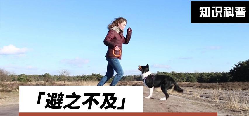 泰迪为什么讨厌某些气味？（揭秘泰迪最讨厌的气味及其原因）