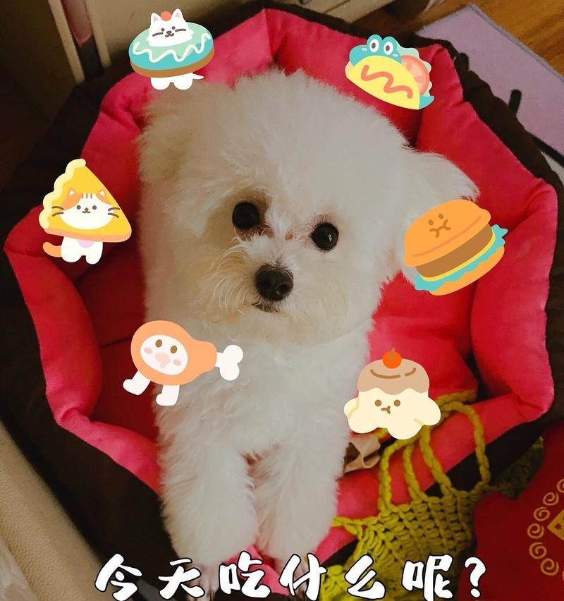 如何正确剃光比熊脚毛（剃毛小技巧及注意事项，让你的比熊宝贝更美丽舒适）