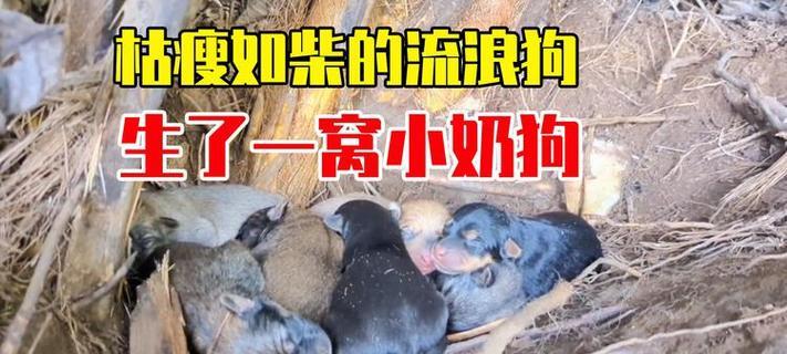 小狗生一胎的好处（为什么小狗一胎好？）