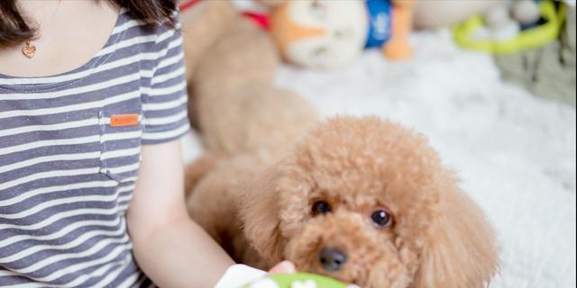以泰迪晚可以吃什么？（为你的泰迪晚餐提供健康食品建议）