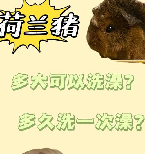 泰迪狗臭洗澡的注意事项（宠物洗澡技巧分享，让泰迪狗散发清爽香气）