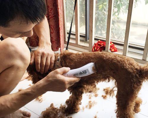 金毛胎毛更换时机及变化特征（揭秘金毛胎毛蜕变过程与养护技巧）