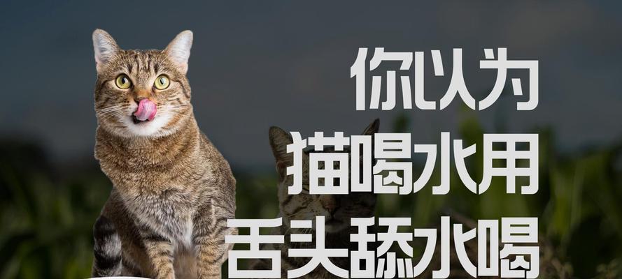 猫咪饮水之道（为了猫咪的健康，喝什么水最好？）