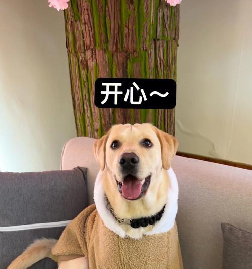 狗狗的微笑（探索狗狗笑容背后的秘密，你猜对了吗？）