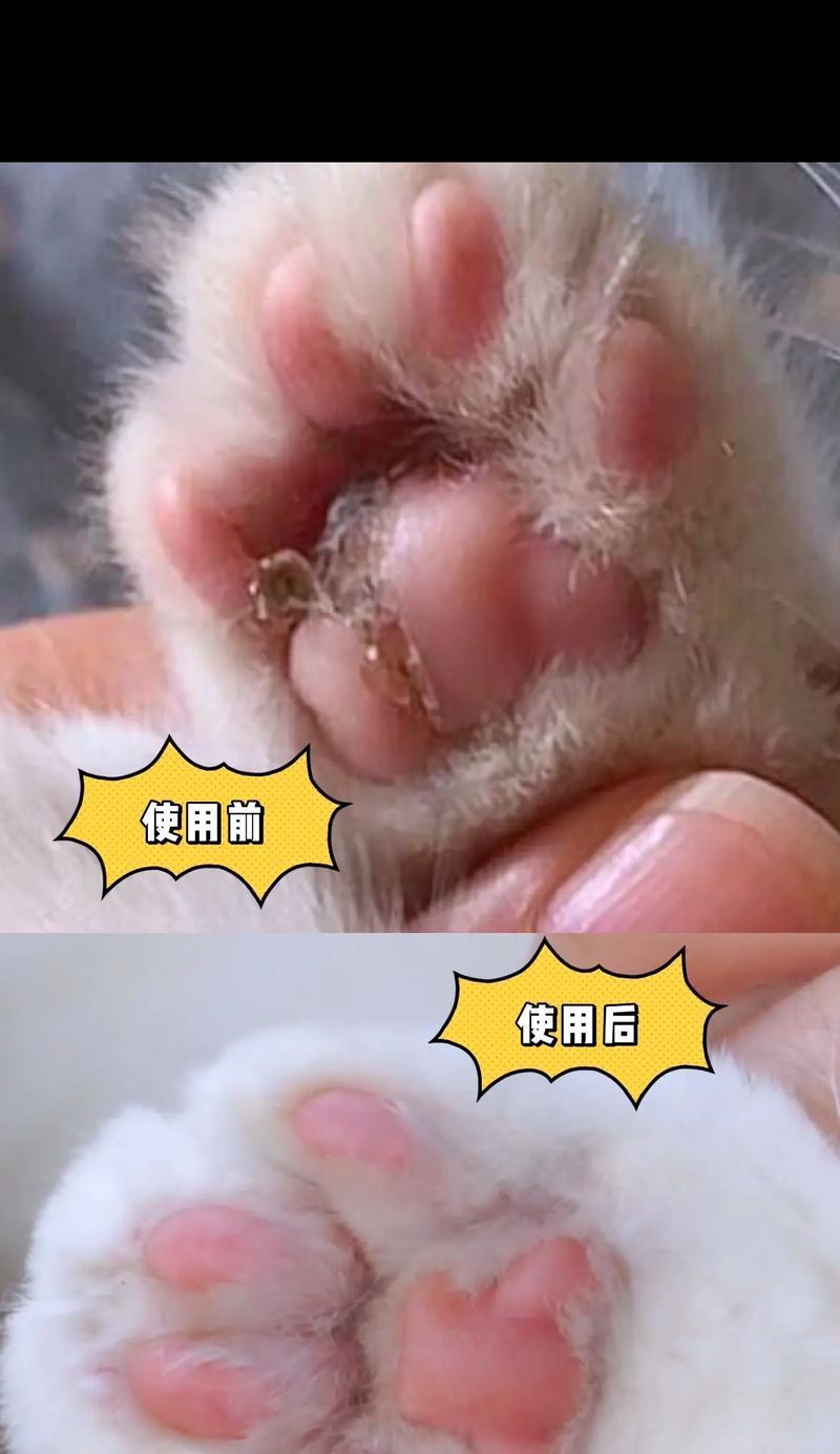 探究猫咪脚丫红肿皲裂的原因与治疗方法（猫咪脚丫问题解析，宠物爱好者必读）