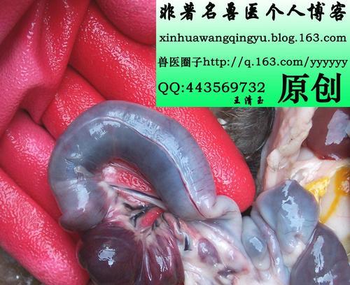 狗翻肠子的症状及处理方法（了解狗翻肠子的迹象，及时采取救治措施，保护宠物健康）