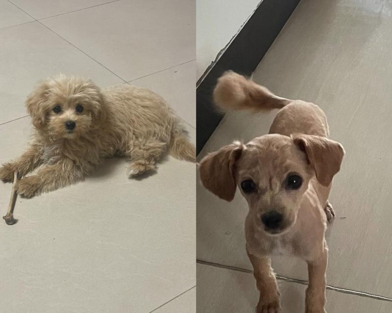 剪胎毛的最佳时机——泰迪幼犬成长的关键（掌握合适时间点，为泰迪宝宝打造健康舒适的毛发）